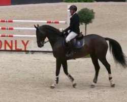 stallion Enchanteleur D'Aurois (Selle Français, 2014, from Qlassic Bois Margot)