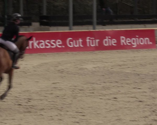 Reitturnier Balve-Wocklum 2023