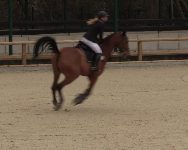 Reitturnier Balve-Wocklum 2023