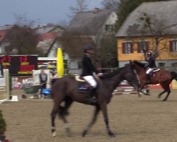 Reitturnier Gniebing-Feldbach 2023