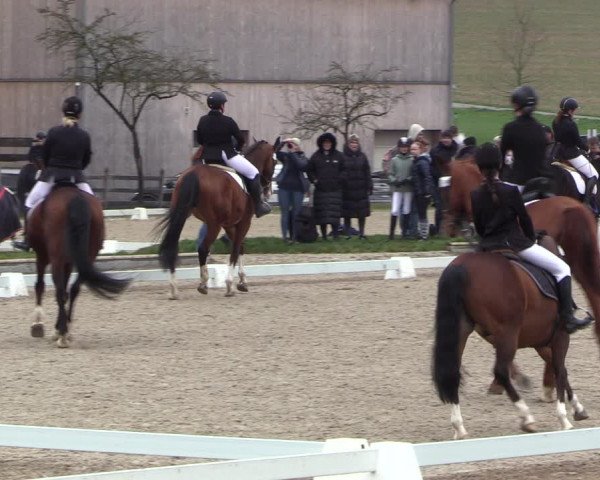 Reitturnier Balve-Wocklum 2023