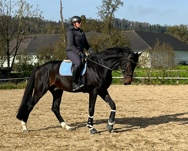 Pferd Fortunatus DH (Westfale, 2018, von Fürst Jazz)
