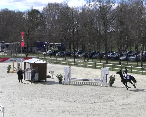 Reitturnier Westergellersen 2023