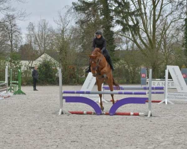 Springpferd D' Accord de Semilly (Westfale, 2018, von Diamant de Semilly)