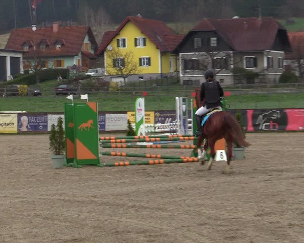 Reitturnier Gniebing-Feldbach 2023