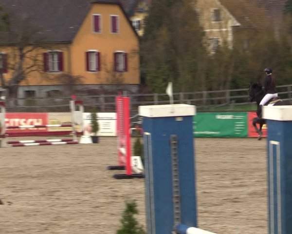 Reitturnier Gniebing-Feldbach 2023
