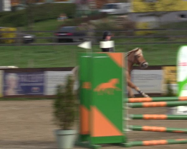Reitturnier Gniebing-Feldbach 2023