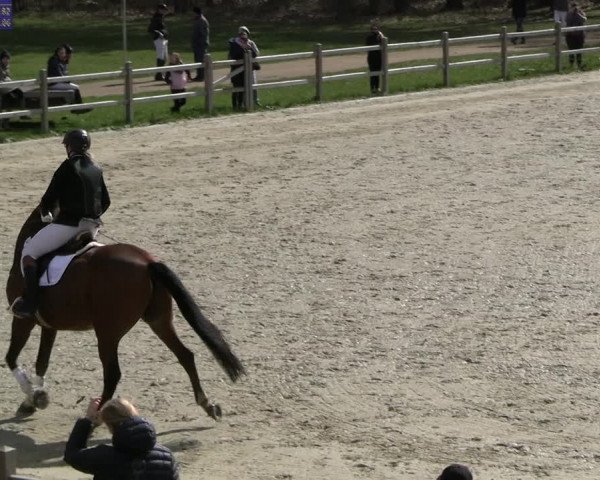 Reitturnier Westergellersen 2023