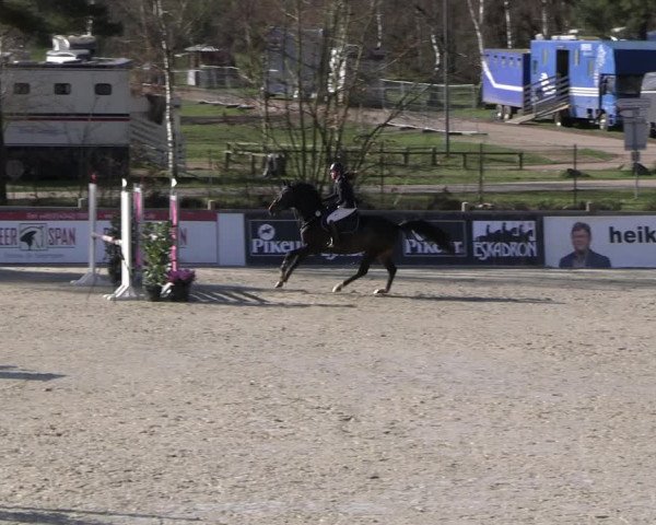 Reitturnier Westergellersen 2023