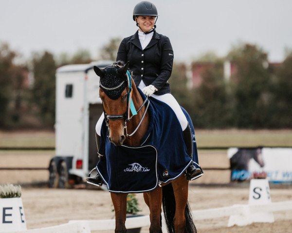 dressage horse Scarlett 711 (Rhinelander, 2013, from Special Agent Amour)