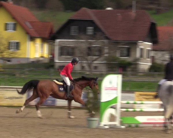 Reitturnier Gniebing-Feldbach 2023