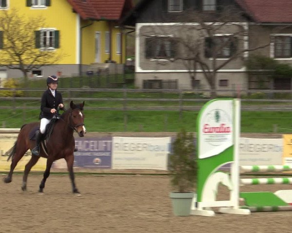 Reitturnier Gniebing-Feldbach 2023