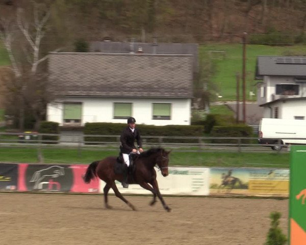 Reitturnier Gniebing-Feldbach 2023
