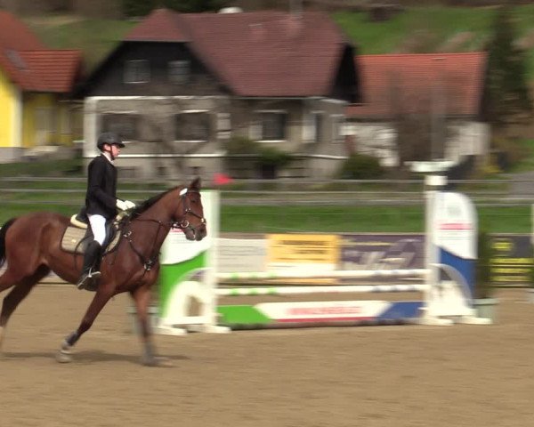 Reitturnier Gniebing-Feldbach 2023