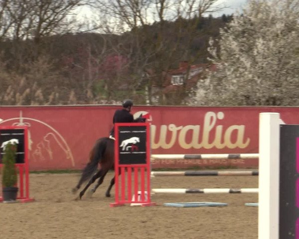 Reitturnier Gniebing-Feldbach 2023