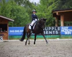 dressage horse Alcatraz de Paulstra (Westphalian, 1998, from Azur de Paulstra)