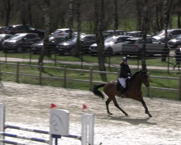 Reitturnier Westergellersen 2023