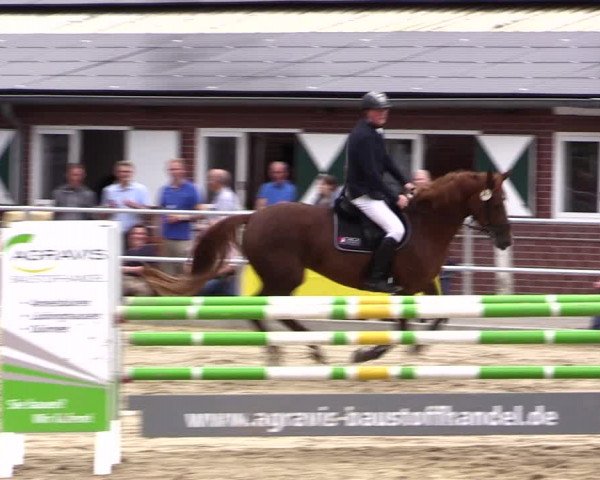Springturnier Lüdinghausen 2021