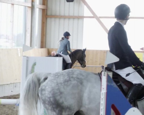 Reitturnier Worms-Pfeddersheim / Reitsportanlage Wittemer 2023