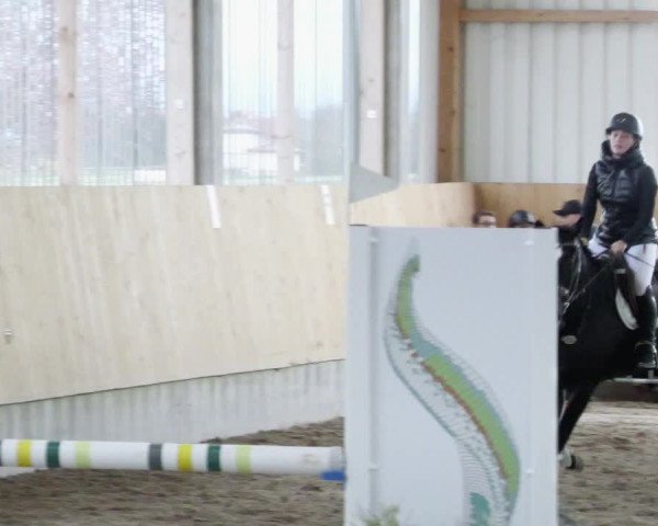 Reitturnier Worms-Pfeddersheim / Reitsportanlage Wittemer 2023