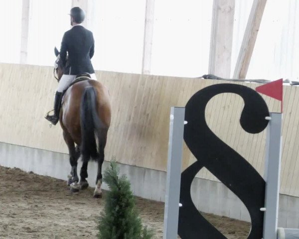 Reitturnier Worms-Pfeddersheim / Reitsportanlage Wittemer 2023
