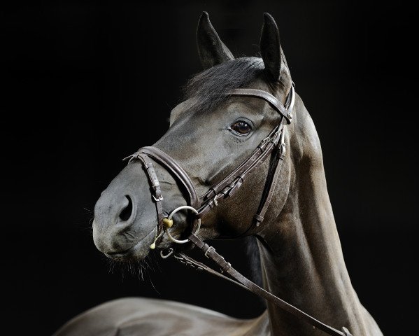 broodmare Malta (German Sport Horse, 2008, from Damsey FRH)