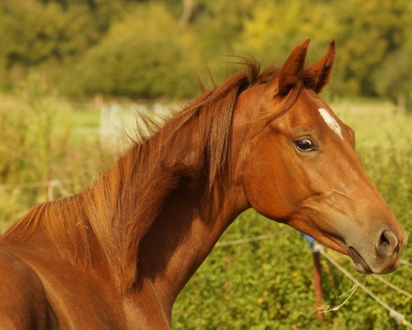 horse Belize MZ (German Sport Horse, 2020, from DSP Benedetto Ragazzo)