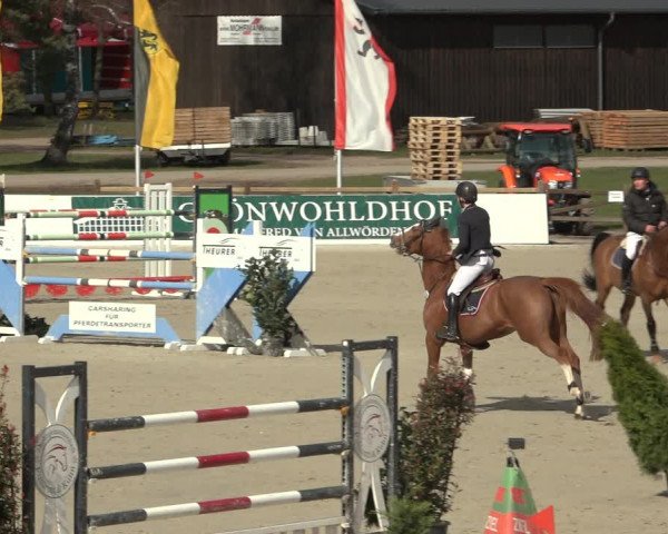 Reitturnier Westergellersen 2023