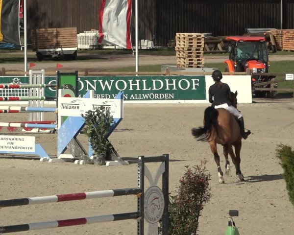 Reitturnier Westergellersen 2023