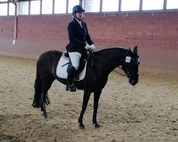 dressage horse Shadow 756 (unknown, 2018)