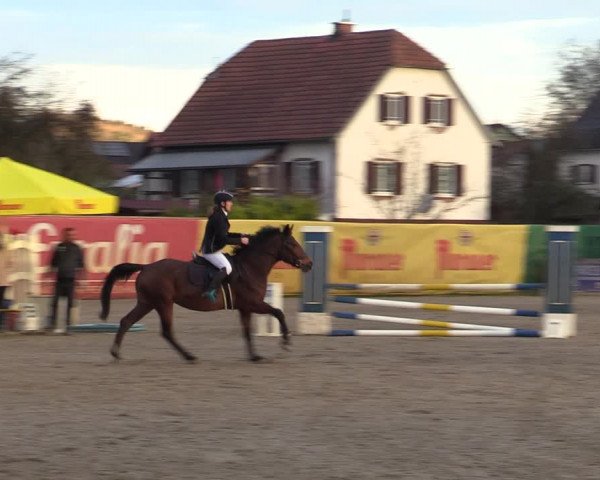 Reitturnier Gniebing-Feldbach 2023