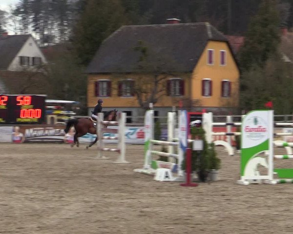 Reitturnier Gniebing-Feldbach 2023