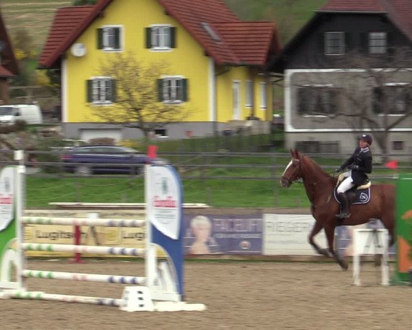 Reitturnier Gniebing-Feldbach 2023
