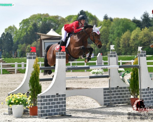 jumper Bailando 42 (KWPN (Royal Dutch Sporthorse), 2006, from Numero Uno)