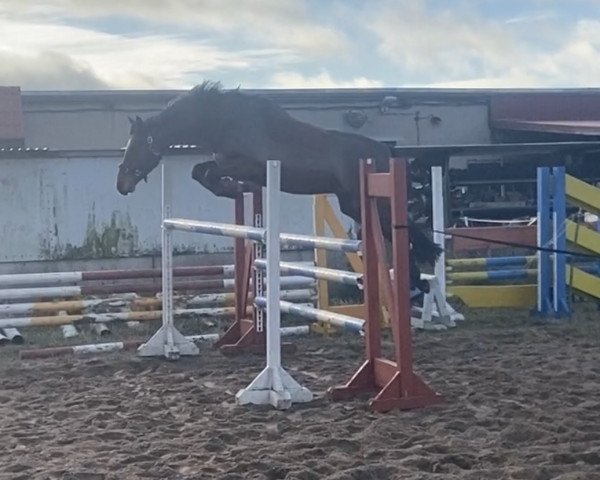dressage horse Max (Holsteiner, 2012, from Catoo)