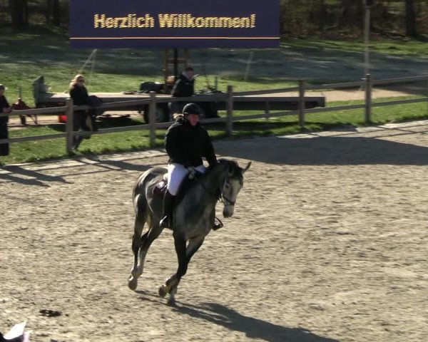 Reitturnier Westergellersen 2023