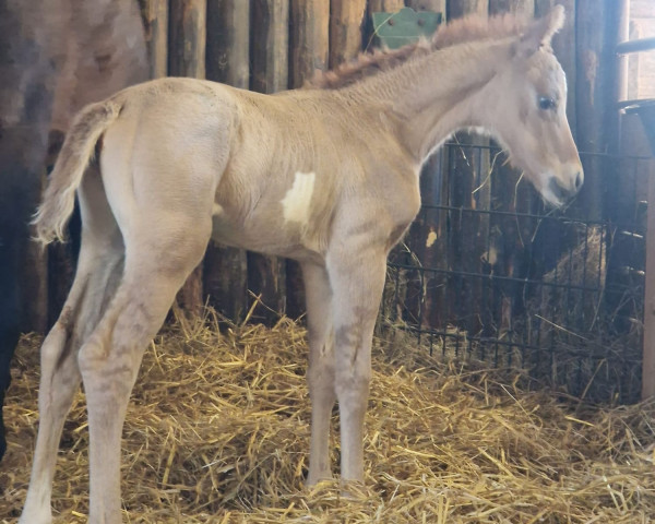 horse Exotic Cashcode (German Riding Pony, 2023, from Expecto Patronum 3)