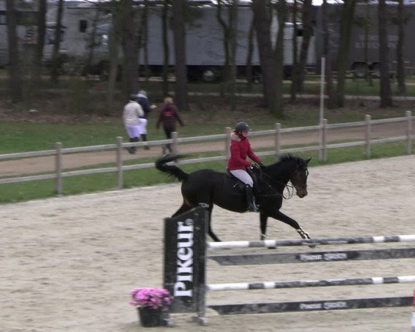 Reitturnier Westergellersen 2023