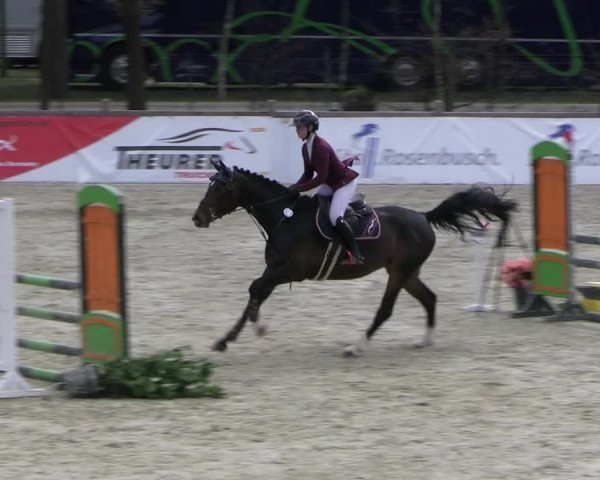 Reitturnier Westergellersen 2023