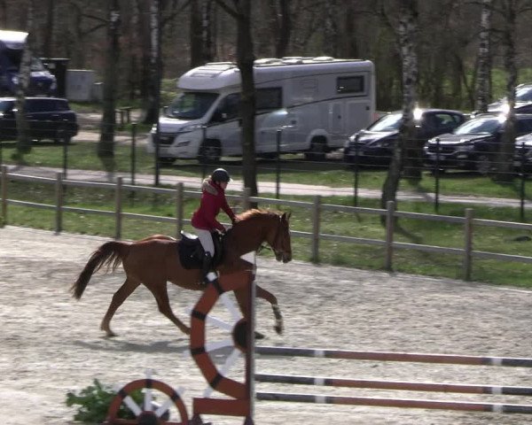 Reitturnier Westergellersen 2023