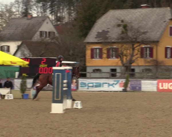 Reitturnier Gniebing-Feldbach 2023