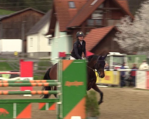 Reitturnier Gniebing-Feldbach 2023