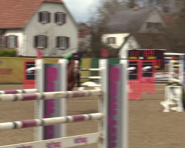 Reitturnier Gniebing-Feldbach 2023