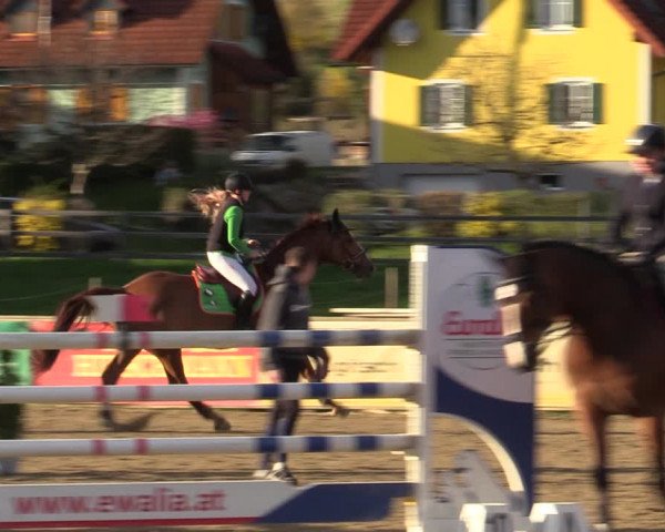 Reitturnier Gniebing-Feldbach 2023