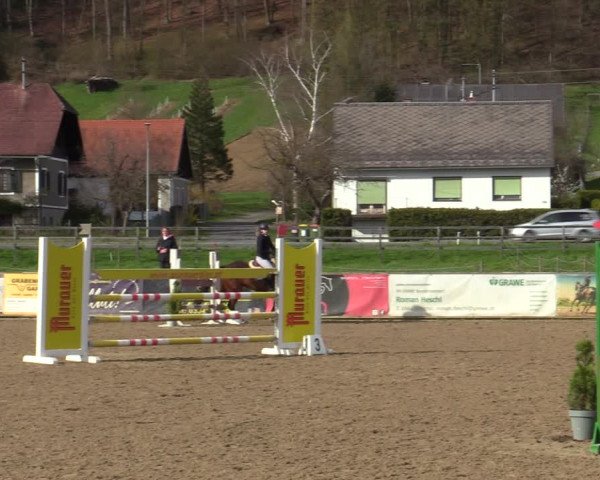 Reitturnier Gniebing-Feldbach 2023