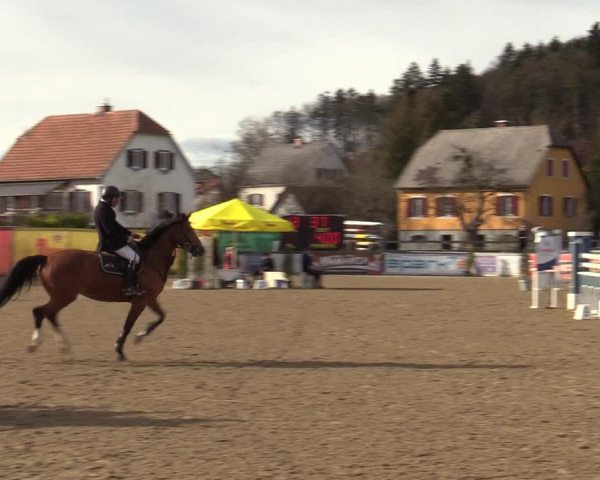 Reitturnier Gniebing-Feldbach 2023