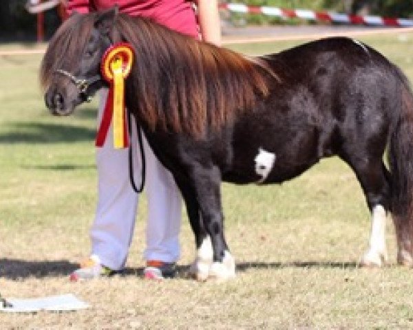 Zuchtstute Tanja vom Schäferberg (Shetland Pony (unter 87 cm), 2016, von Twyfords Silver Shadow)