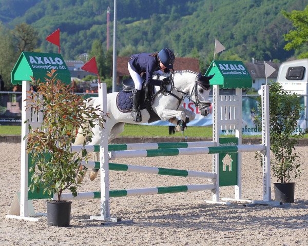 jumper Zenya B (Welsh, 2007, from Casperhof's Freddy)