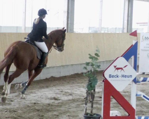 Reitturnier Worms-Pfeddersheim / Reitsportanlage Wittemer 2023