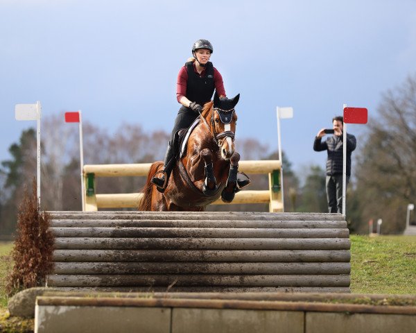 jumper Callisto 37 (German Sport Horse, 2015, from Conturio)